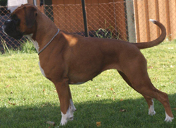 Image of Boxerdalens%20So%20Unbelievable