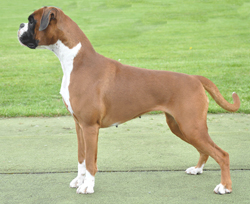 Image of Baffy600