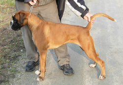 Image of Determinsquine