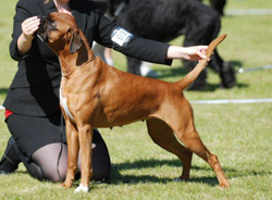 Image of boxerknock_mocca
