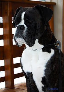 Image of flashmanns_gert