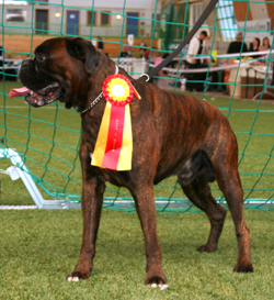 Image of wunderboxertrojan