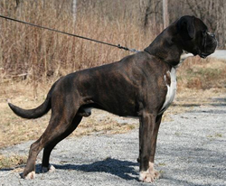 Image of benneton