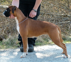Image of chezzmate