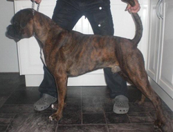 Image of MacamiboxerDonJuanDeMilo