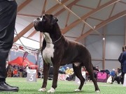 Bergen 13.05.2023 - Kronion's Kratos Your Felix - CACIB Jubileum cert - BIM