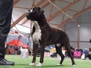 NKK Bø 19.03.2023 - Kronion's Kratos Your Felix - CACIB, Jubileum cert, BIR 