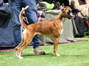 NKK Bø 19.03.2023 - Almighty Andrina -  CK Junior Cert Junior CACIB