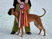 Vikersund 09.04.2023 - Birkeboxer Ingeborg -  CK 1.BTK Cert BIR og BIR Junior