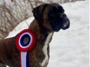 NKK Bø 19.03.2023 - MossBox Count On Me - CK CERT 2.BTK Res.CACIB 