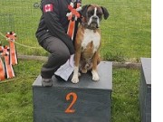 Farsund 23.04.2023 - Birkeboxer Othello - Rallylydighet kl 2. - 1.premie 2.vinner 197 p - ny mellomtittel RLII