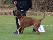 Farsund 22.04.2023 - Birkeboxer Primo - Rallylydighet kl 1. - 1.premie 183 poeng 