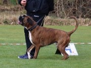Stavanger 12.05.2023 - Birkeboxer Primo - Rallylydighet kl 1. - 1.premie 181 poeng 