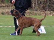 Egersund 22.07.2023 - Birkeboxer Primo - Rallylydighet kl 1. - 1.premie 185 poeng 