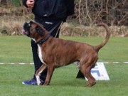 Farsund 23.04.2023 - Birkeboxer Primo - Rallylydighet kl 1. - 1.premie 186 poeng 