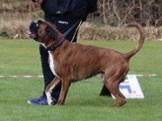 Egersund 04.02.2024 - Birkeboxer Primo - Rallylydighet kl 1. - 1.premie 193 poeng