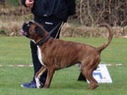 Egersund 04.02.2024 - Birkeboxer Primo - Rallylydighet kl 1. - 1.premie 186 poeng 