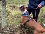 Moss 22.04.2023 - Agamenôn Of Troy By Siennabox - Blodspor Bevegelig Åpen Klasse. 2  premie Godkjent ettersøk