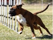Finstadbru Hundesport 07.05.2023 - Kronion`s Nemesis - Agility hopp 1XL- 3.vinner Verygood 