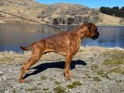 Kristiansand 30.04.2023 - Hearts Of Hope's Inferno Titan - CK 1.BHK CACIB, Cruft kva. Jubileums Cert og BIM 