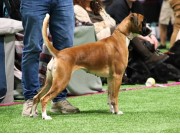 Gimo, Sverige 28.05.2023 - Almighty Andrina - CK, Jun CACIB, 4.BTK -  Ny tittel: International Junior Champion, C.I.B.-J 