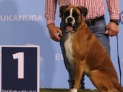 Bergen 13.05.2023 - Almighty Andrina - CK 1.BTK CERT BIR Junior CERT Junior CACIB - BIG1 - Norsk Junior Champion