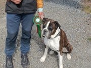 Moss 27.05.2023 - Boxerknock Elephant In The Room -  Blodspor Bevegelig Åpen klasse - 1. premie Norsk Blodsporchampion
