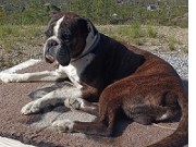 Hadeland 18.06.2023 - Boxerknock Elephant In The Room - Rallylydighet Elite - 2.premie 183 poeng 
