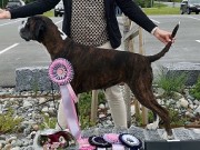 Trondheim 04.06.2023 - Teverica`s All Around - CK, 3. BTK, vet.CERT CACIB-V, Beste VETERAN, BIS VETERAN 
