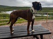Hammerfest 17.06.2023 - Birkeboxer Hauk - CK 1.BHK CERT BIR 