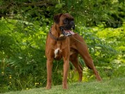 Kløfta 01.07.2023 - Game On Av Quadratic Line - Mentalbeskrivelse hund (MH)