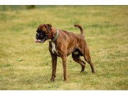 Stathelle 26.06.2024 -  G & T-Hjertebo's Xamos The Look -  Agility - Bronsemerket 