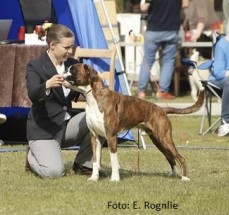 Monolaboxer baloo foto E Rognlie