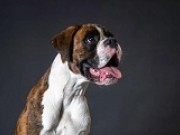 Sandefjord 09.07.2023 - MonolaBoxers Baloo - CK 4.BHK