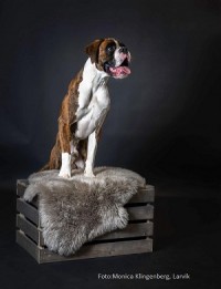Monolaboxer baloo foto m.k