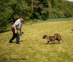 G & T-Hjertebo’s Wilma My Girl 4 lek