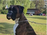 Sandefjord 09.07.2023 - Kronion's Reina - CK Jun.CERT CACIB-J CRUFTS kval. - Norsk Jubileums Juniorvinner 2023