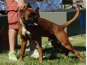 Vestby 11.06.2023 - Kronion's Ramses - 1.JKK CK, BIM junior - Årsvinner 2023 Junior hannhund