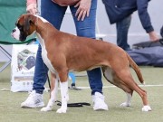 Sandefjord 08.07.2023 - Magic Murris I Return2 Boxertrollet - CK CERT 3.BTK Jun CERT - Ny tittel: Nordisk juniorvinner 2023