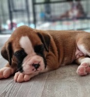 copper2