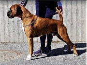 Skudeneshavn 29.07.2023 - Rexob Trick or Treat - CK Cert 2.BHK 
