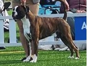 Fauske 05.08.2023 - Sapmi Sailor Wild At Heart  - CK 1.BHK CERT CACIB BIR Jub.cert - Norsk utstillingschampion