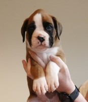 copper5