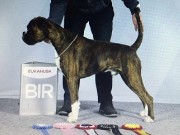 Maura 01.07.2023 - Rexob Quiz King - CK CERT 1. BHK BIR -  Norsk utstillingschampion