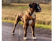 Lier 22.01.2023 - Mossbox Careless Whisper - Nosework - Godkjent LGT Kl. 1, 2 og 3 