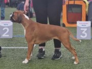 Fauske 05.08.2023 - MonolaBoxers Becky - CK 1.BTK CACIB BIM Jubileums CERT