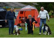 Norsk Boxerklubb avd. Telemark sin spesialutstilling 26.08.2023 - Presentasjon av vinnere