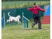 Eidsvold 23.07.2023 - Fairview's Immigrant Song – Agility - Bronsemerket
