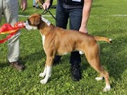 Mosjøen 13.08.2023 - Boxerknock Jump For Joy - CK CERT 1.BHK BIR