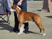 Tromsø 19.08.2023 - Boxerknock Jump For Joy - CK 3.BHK Res.CACIB